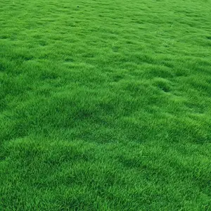 庭院绿化草皮哪里选——福建矮生百慕大草皮