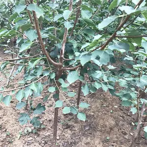 威海蜜杏树苗基地_杏树苗定植方法_杏树苗管理技术
