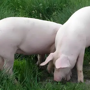 �������� ��ʳ�� ������������������