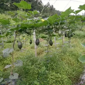 ��ɫ�߲���ֲ֮�����Ϲ���ֲ һ�����Ϲ��߲������Ϲ� ��Ŵ�Ϲ�����