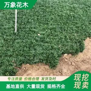 ���س��� 5cm������С�� ͥԺ��ֲ�ر����²� ��·ɫ����ľ
