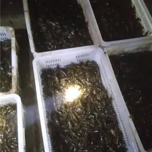 现在龙虾的***格 小龙虾养殖基地 稻田小龙虾养殖技术