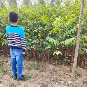 ���۵����������㴻�� �׳ɻ� �������� ������
