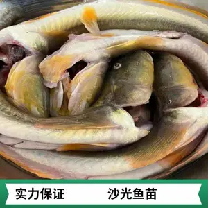 海鲇鱼苗图片 成活*** 生长速度快 肉质鲜嫩 大量供应