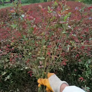 С���¼� ��ɫϵǾޱ�� ��������¥��С���̻��õ���ľ����***�� �Լ۱�