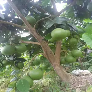 ��֦��4-5�������������缼��ָ��
