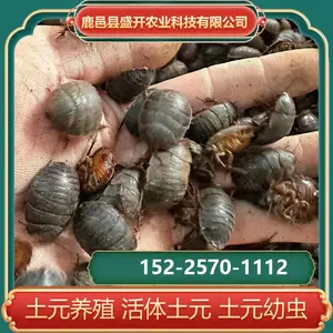 活体土元 土鳖虫 地乌龟 土元幼虫 养殖技术 上门指导