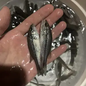 ����ˮ��������������ѡƷ����̬����ȫ��ֱ����ֳ��������רҵ����ָ��