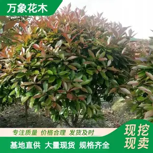 万象花木 红叶石楠球 城市园林绿化 耐盐碱性和耐干旱
