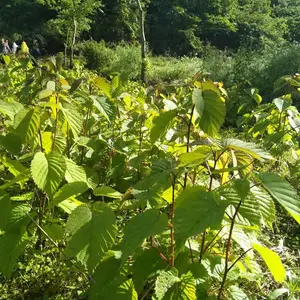 湖南地区供应珙桐苗木,鸽子花树