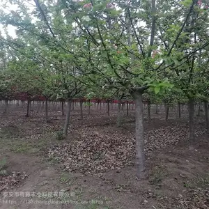 ���� ����������� ������������ؾ�Ӫ ����ũҵ