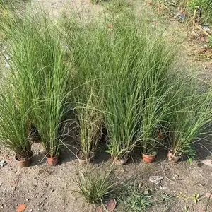 50高细叶芒基地 13杯细叶芒批发 细叶芒工程苗 细叶芒大杯