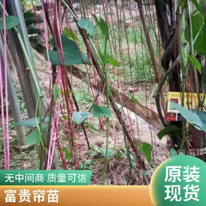 富贵帘苗 走廊观赏植物苗批发 休闲农业
