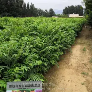 ��԰�ճ���������̩ɽ�����㴻������