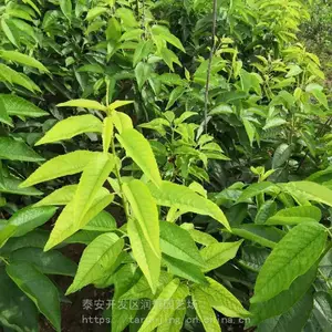 ��Ʒ�ָ���ӣ��������_��������ӣ�������