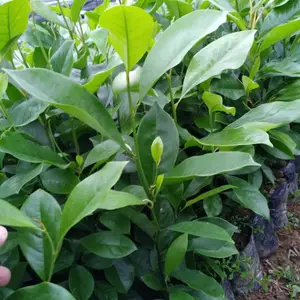 50-80高火力楠苗,米径4-5公分火力楠