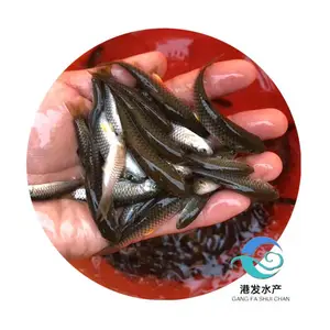 新手可养军鱼苗 本场供应各种鱼塘养殖淡水鱼苗 下塘成活*** 规格定制