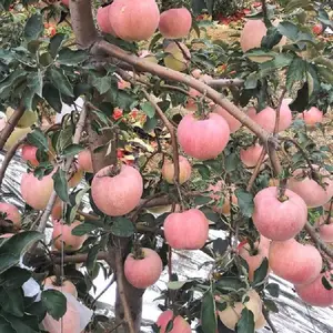�޽��̸�ƻ���� ������ƻ���� ������
