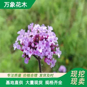 苗圃出售 柳叶马鞭草 花海景观花卉 公园花园绿化工程花