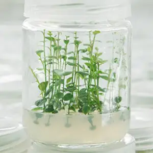 江西40%高纯度花色苷粉末 浙江蓝美技术股份供应