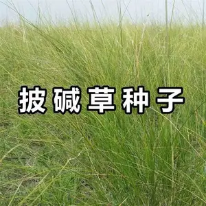 �����������è��������һ��������ɫ��������