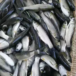 衡水渔场直供!草鱼鲤鱼花鲢白鲢,河北当天就能到