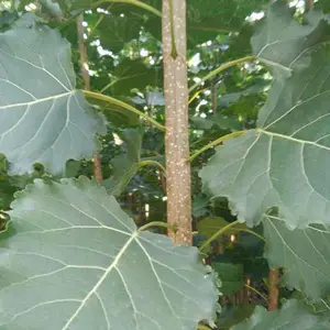杨树苗;107杨树苗种植技术与优点