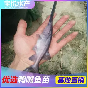 河南商丘鸭嘴鱼苗批发市场成活*** 鸭嘴鱼苗多少钱一斤