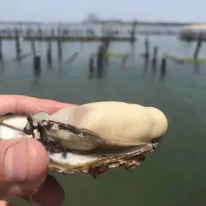 ��������������� �����ַ�