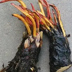 深水睡莲种苗,提供种植技术包成活,根茎肥厚生长快