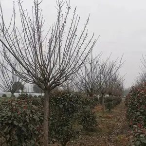 �ձ���ӣ���ػ��� ��Ӧ��ӣ���� 3-20����ӣ������ֱ��