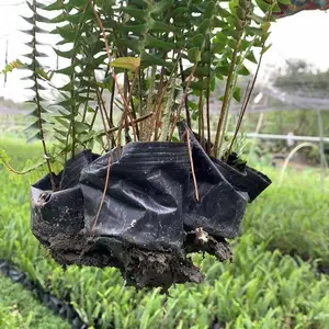 肾蕨基地批发 25-40高肾蕨杯苗盆苗价格 肾蕨工程苗 成都肾蕨基地直供