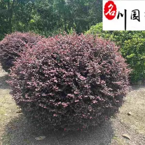 ���۾�Ʒ���ľ�� 80-200���ֺ��ľ��۸� �������� ͥԺ����С�������̻�