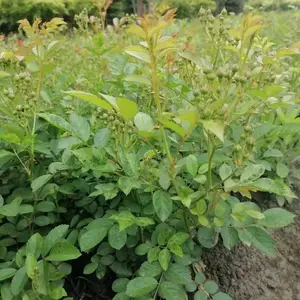 �¼���װ���ӳ��ۣ��Ứ�¼����أ��¼�С���� ����