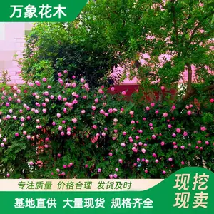 �໨�޴�Ǿޱ �д� ���� �ٱ��¼�������ֲ�� ǽ������ۻ��̻�