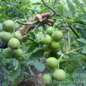 8518核桃苗_8518核桃苗基地