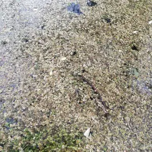 杀菌除藻剂浮萍一泼灵见效快基本在3-5天即可见效 北京海畅清