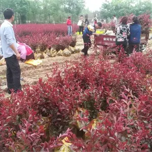 ��Ҷ��ӣ������ �̻���ľ��ֲ�������� ��Ҷ��ӣ�̻���ľ����