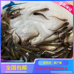 �Ϸ���������籨�� ������������������� �ӽ�������