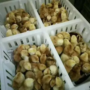 ����������� ������ת�� װ�����ĸ�� ����͸������