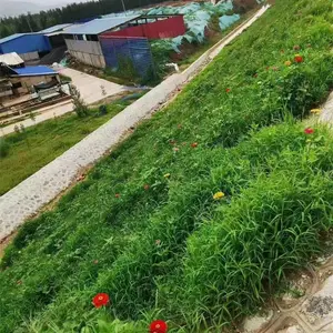 信誉常青耐践踏草种厂家批发爬山虎草种籽