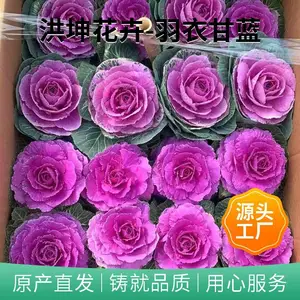 基地供货 耐寒花卉 羽衣甘蓝批发 采购羽衣甘蓝 工程花卉 洪坤花卉