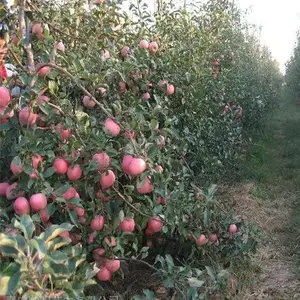 ��״ƻ������������� ˧����ľ �Ƽ����� ƻ���������ľ��˾