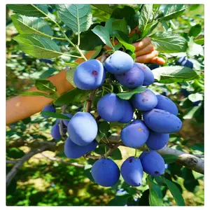 ��Ӫ��������Ʒ�� ����������� 5�����������繩Ӧ