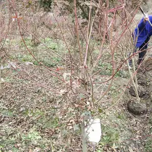 ���ݺ���̻�������ľ���� ����ֱ���ձ���� ������� �й����