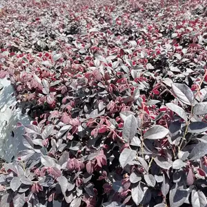 红继木小苗 出售高20-60公分红继木杯苗 红继木地苗 红继木毛球