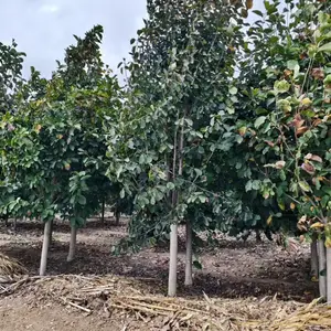山东聊城茌平区白玉兰种植基地批发供应,9公分红玉兰树苗厂家装车价格,玉兰产地供应商报价