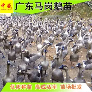 鹅厂家广东开平马岗鹅苗多少钱一只阳江鹅苗批发新行情马冈鹅养殖技术指导服务统货成活率97%