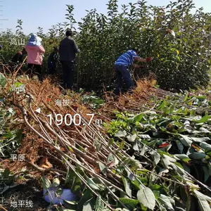 ���������ӣ�Ҳ��غ��ӣ������ӣ����觺�ӣ�һ�������