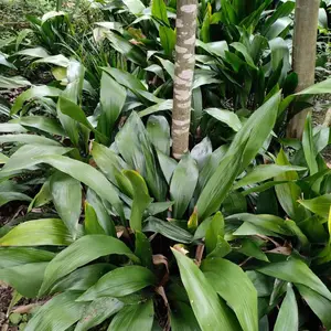 一叶兰批发基地 花叶一叶兰工程苗 青叶一叶兰杯苗地苗